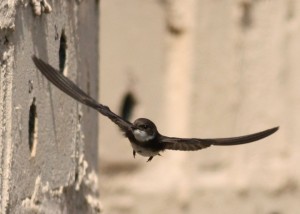 Sand Martin at Montrose Basin (c) Richard Blackburn