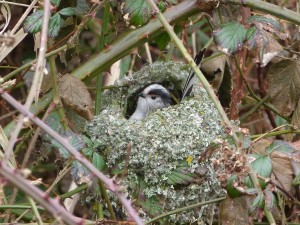 long tailed tit at test