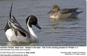 northernpintailcourtship