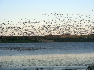 Geese from Montrose Basin (c) Andy Wakelin