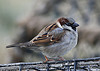 House sparrow - Richard Blackburn
