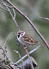 tree sparrow - Richard Blackburn 2