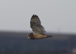 Short-eared owl (c) Richard Blackburn