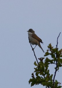 Whitethroat (c) Richard Blackburn