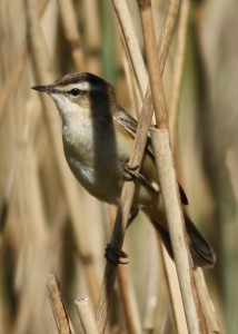 Sedge Warbler (c) Richard Blackburn