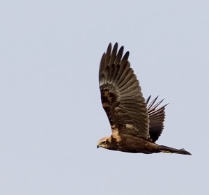 Marsh Harrier (c)Damian Waters/Drumimages.co.uk