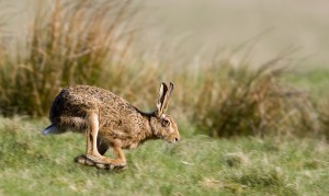 Brown_hare3_cpt_Damian_Waters_Drumimages_co_uk