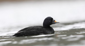 Common Scoter (c) Adrian Davey