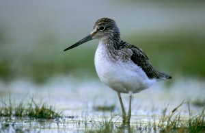 Greenshank (c) SWT 