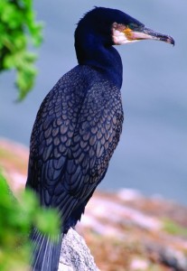 SWT_B1YYY_2356_Cormorant_on_rock_LC_NON_T