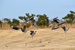 Pink-footed Geese (c) SWT