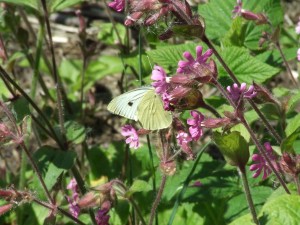 small white butterfly - russell nisbet