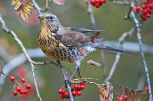 Fieldfare (c) Richard Bowler