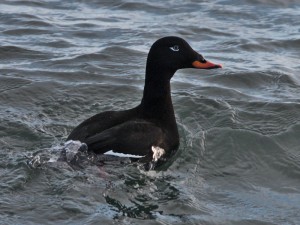 Velvet Scoter (c) John Anderson