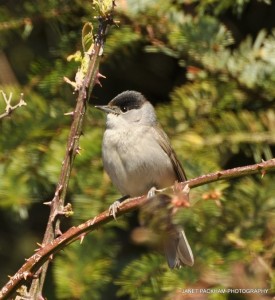 Blackcap(c)Janet_Packham