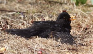 Blackbird Sunning (c) DeclanSkehan