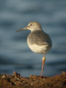 Redshank (c) Laurent Domgin