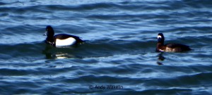 Tufted or Scaup Pair