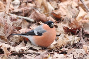 bullfinch - Richard Blackburn