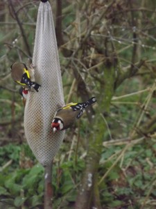 goldfinch on feeders resized