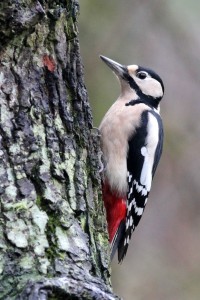 great spotted woodpecker - Richard Blackburn