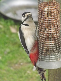 great spotted woodpecker resized