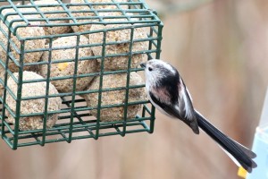 longtailed tit at feeder - Richard Blackburn
