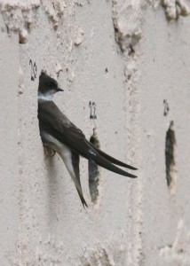 Sand Martin (c) Richard Blackburn