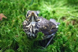 Fledgling on grass (c) 123rf.com