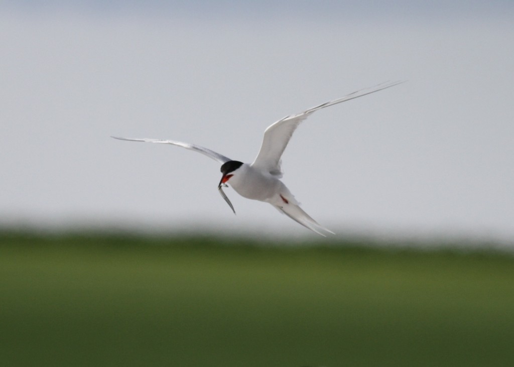 Common Tern with fish (c) Richard Blackburn