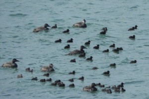 Eider creche2 AndyWakelin