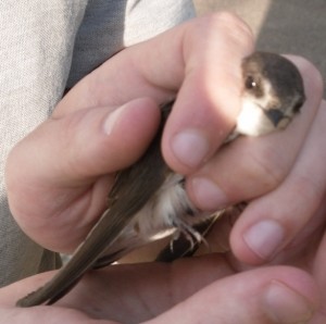 Bird Ringing (c) Scottish Wildlife Trust