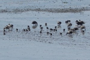 Eider creche (c) Andy Wakelin