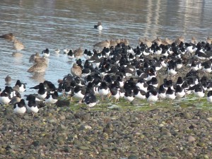 Geese Harry Bickerstaff (328) - resized