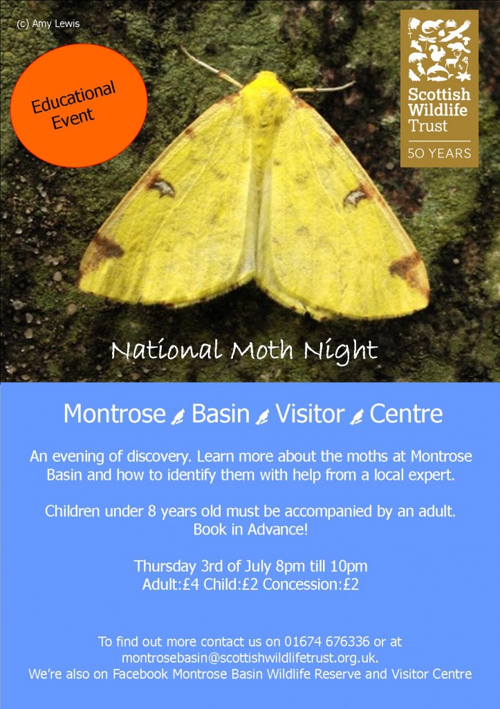 Moth night family fun