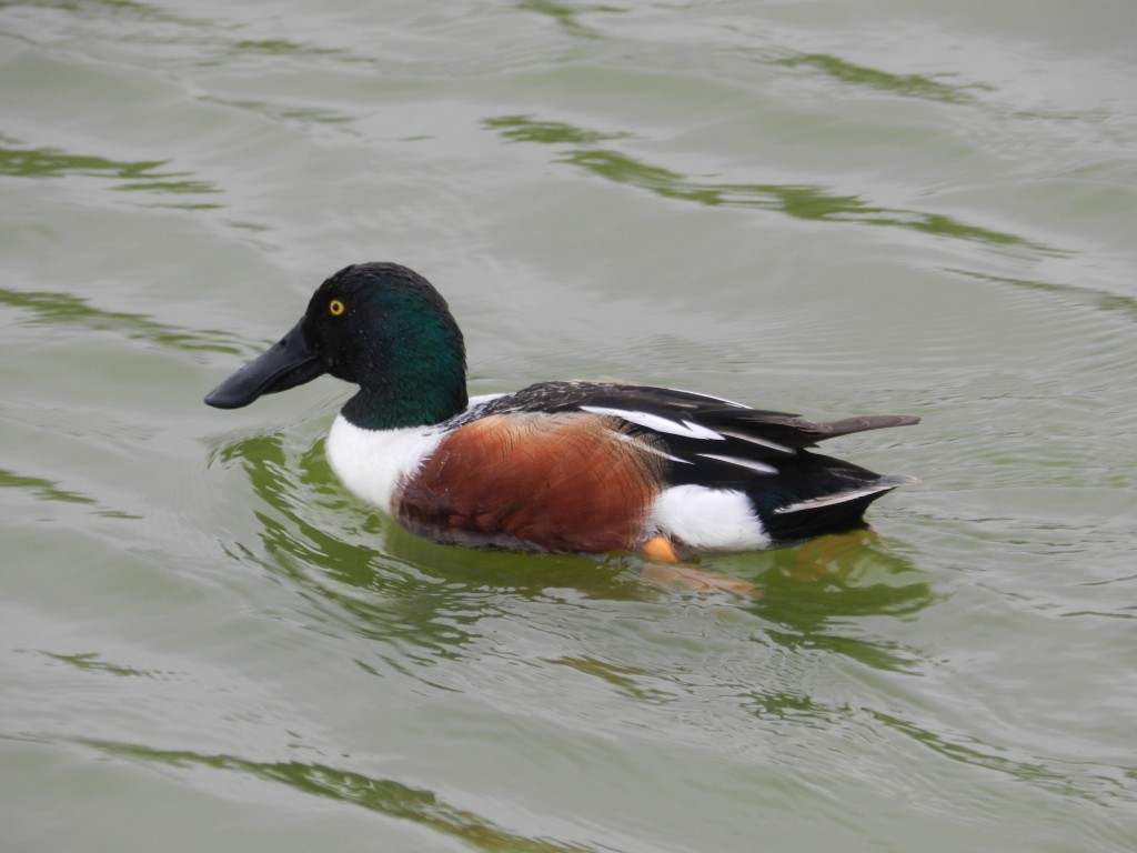 Shoveler (c) SWT