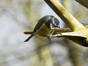 Blue Tit Harry Bickerstaff (44)