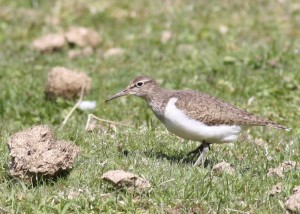 Common Sandpiper - richard blackburn