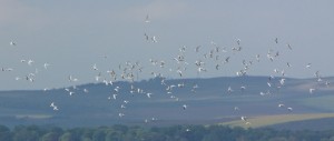 Terns_2233a AndyWakelin