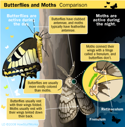 butterfly-moth-comparison (c) HowStuffWorks
