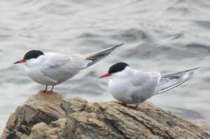 Arctic and Common Tern (c) Arthur Grosset