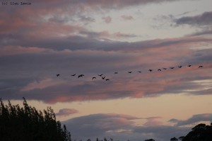 Canada geese flying Glyn Lewis - resized and copyright