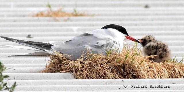 Common tern and chick
