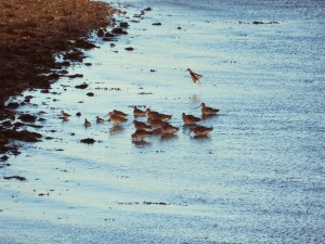 Godwit group Rossie Spit Harry Bickerstaff