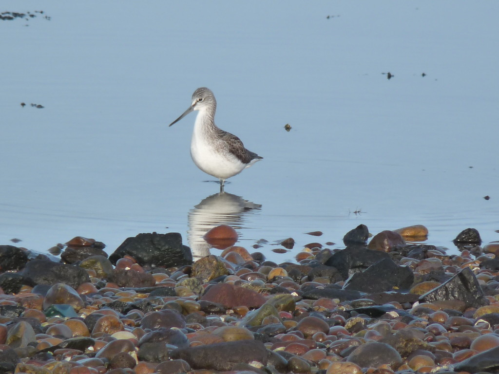 Greenshank (c) Harry Bickerstaff