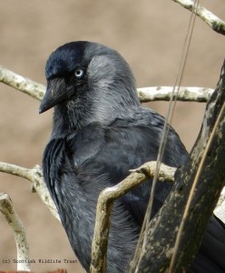 Jackdaw Harry Bickerstaff (148) - sized & copyright