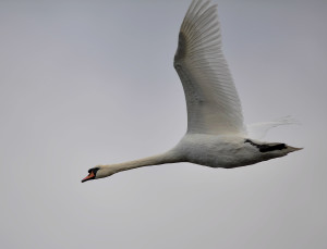 Mute swan flying - Nick Townell