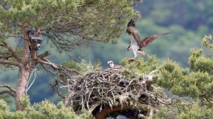 Lady's Tree at Loch of the Lowes