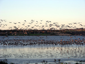 Geese2 AndyWakelin