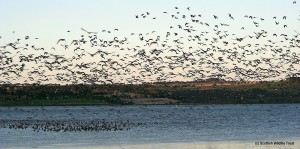 Pink-footed geese taking off from Montrose Basin